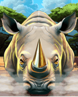 Wild White Rhino